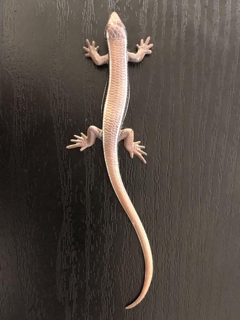 Amazon.co.jp: トカゲとヤモリ マグネット×ストラップネイチャー